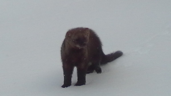 le carcajou ou glouton